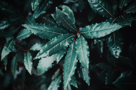 Beautiful tropical green leaves after rain with drops background.の写真素材