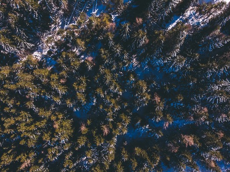 Aerial top view background thick winter spruce forestの写真素材