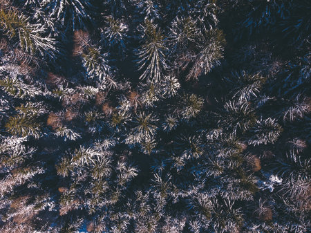 Aerial top view background thick winter spruce forest