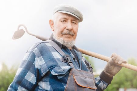 Senior elderly man reclaims soil with hoe on potato field. Concept eco farm vegetable gardenの写真素材