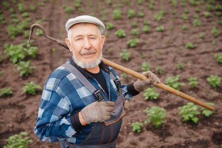 Senior elderly man reclaims earth with chopper hoe on potato field. Concept eco farm, agricultureの写真素材