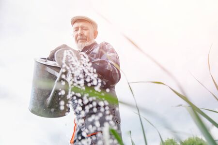 Senior man pours watering can in vegetable garden of plant. Concept farmの写真素材