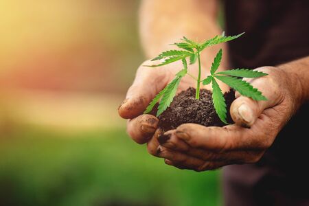 Farmer hands holds baby cannabis plant. Concept farm marijuana plantationの写真素材