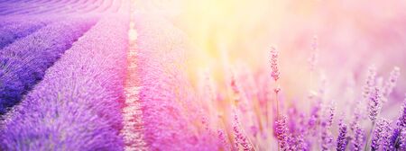 Banner purple lavender field with butterflies and bees at sunset. Copy spaceの写真素材