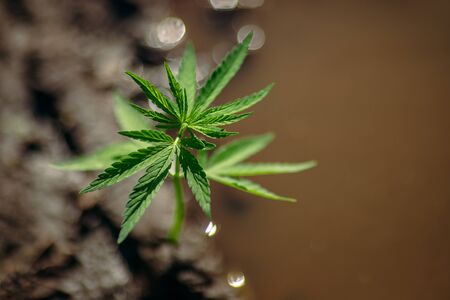 Bush marijuana cannabis on blurred background at sunset. Concept herb on farmの写真素材