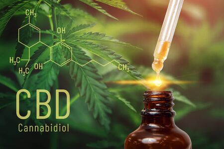 Cannabis CBD oil extracts in jars herb and leaves. Concept medical marijuanaの写真素材