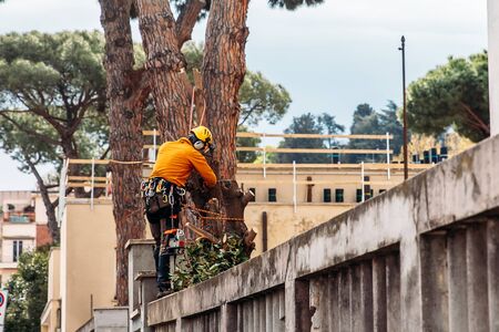 Woodcutter saws tree with chainsaw on sawmillの写真素材