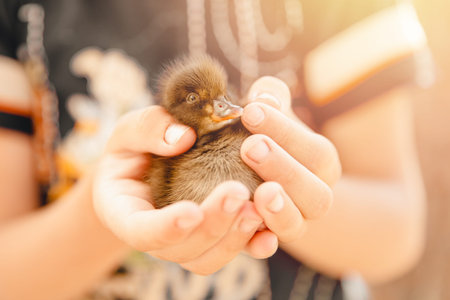 Rescue of duckling bird from forest fires in hands person.