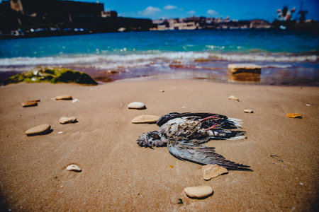 Dead bird on sandy beach against background of sea. Concept zero waste, plastic free.の写真素材