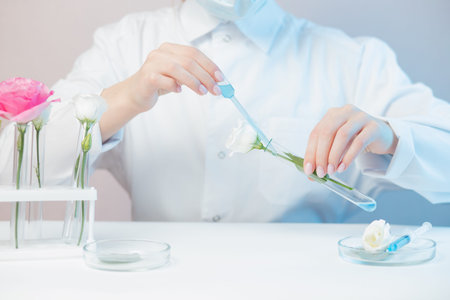 Scientist is developing natural cosmetics extract aroma oil from flowers. Buds leaf in glass flask....
