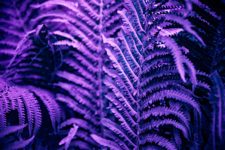Ultra violet moody color nature background trend. Tropical leaves of fern plant.