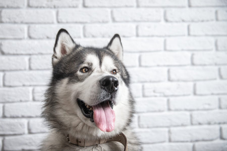 Happy Alaskan Malamute dog smiling with wet nose on white wall background.