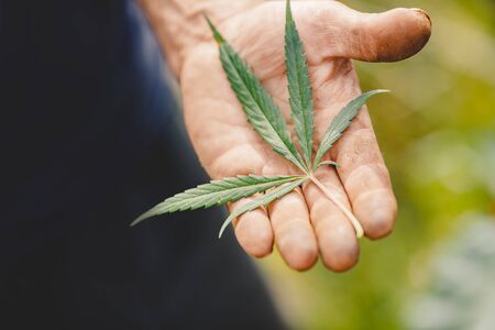 Farmer hands holds sheet cannabis. Concept farm marijuana plantation.の写真素材