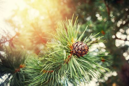 Green coniferous cedar ripe pine cones on tree branch forest sunlight. Concept harvesting and receiving oilの写真素材