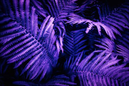 Ultra violet moody color nature background trend. Tropical leaves of fern plant.の写真素材