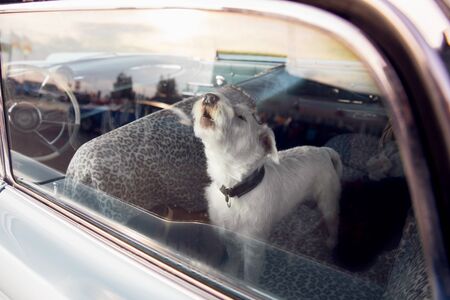 Dog alone is locked in car on heat hot day, howls and whines, asks for water on sunny summerの写真素材