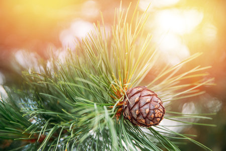 Green coniferous cedar ripe pine cones on tree branch forest sunlight. Concept harvesting and...