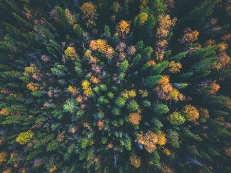 Aerial view beautiful autumn colorful forest with yellow and red trees.の写真素材