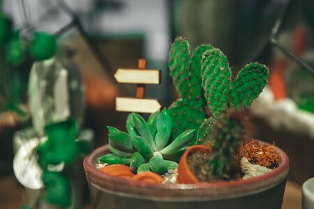 Market of flowers, mini cactus in pots shelves soldの写真素材