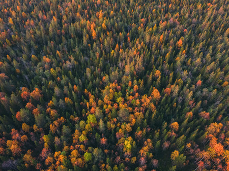 Aerial view beautiful autumn colorful forest with yellow and red trees.