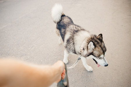 Owner hand holds dog on leash husky malamute