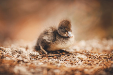 chick duck is sitting in grass of forest, rescue from fire and pollutionの写真素材