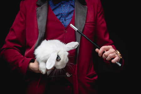 Magician shows trick with disappearance white rabbit in suitcase magic wand, black background.の写真素材