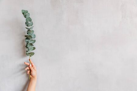 Beauty concept, young graceful hand of girl holding sheet on background of gray wall. Copy spaceの写真素材