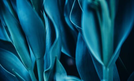 Cyan blue background abstract flora natural from flowers, macro photoの写真素材