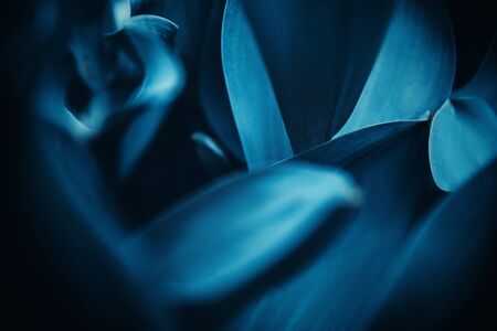 Cyan blue background abstract flora natural from flowers, macro photoの写真素材