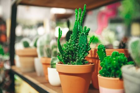 Market of flowers, mini cactus in pots shelves soldの写真素材