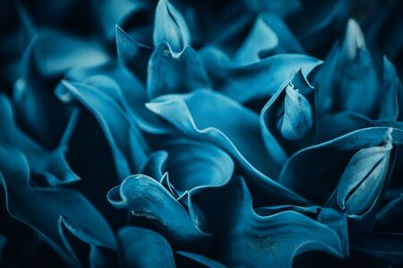 Abstract flora natural cyan blue background from flowers, macro photoの写真素材