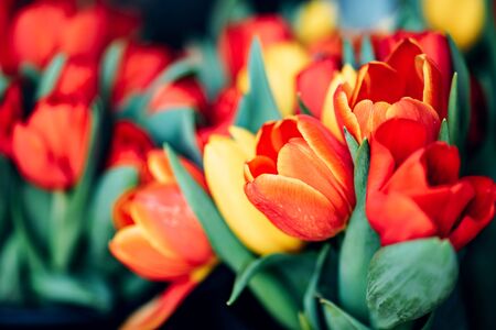 Yellow and red tulips in flower market. Natural backgroundの写真素材