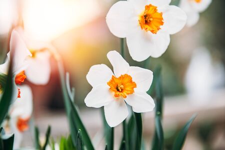 White daffodils with yellow crown in center flowers in gardenの写真素材