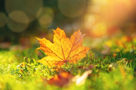 Beautiful natural background, autumn yellow leaf lies on green grass. Garden cleaning concept.の写真素材