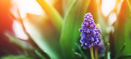 Grape hyacinth flower, natural spring background with sun light.の写真素材