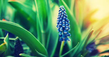 Grape hyacinth flower, natural spring background with sun light.の写真素材