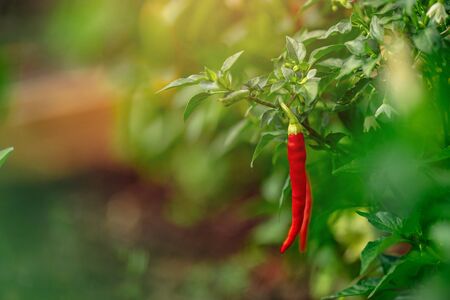 Red chili pepper grows on green branch, plantation of vegetables in greenhouseの写真素材