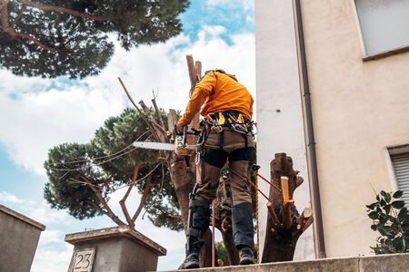 Woodcutter saws tree with chainsaw on sawmill. Concept cut rotten and old logs after hurricaneの写真素材