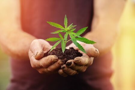 Farmer hands holds baby cannabis plant. Concept farm marijuana plantation.の写真素材