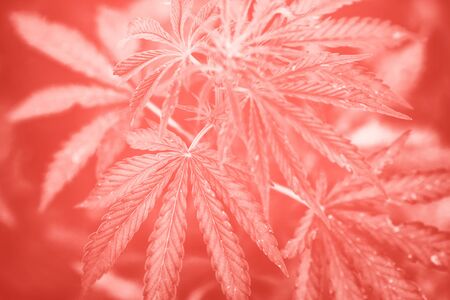 Marijuana leaves close up, cannabis background. Glare of light, herb on farmの写真素材