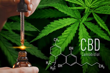 Cannabis CBD oil extracts in jars herb and leaves. Concept medical marijuanaの写真素材