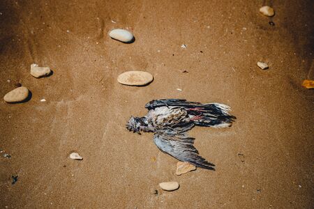 Dead bird on sandy beach against background of sea. Concept zero waste, plastic freeの写真素材