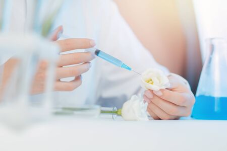 Scientist is developing natural cosmetics extract aroma oil from flowers. Buds leaf in glass flask. Biotechnology concept.の写真素材