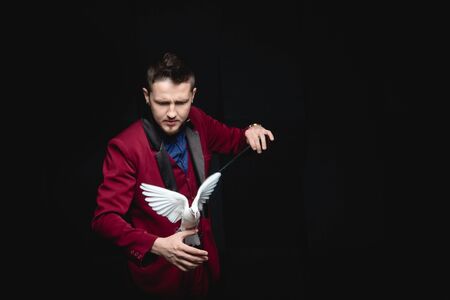 Magician man shows trick with trained white dove bird and magic wandの写真素材