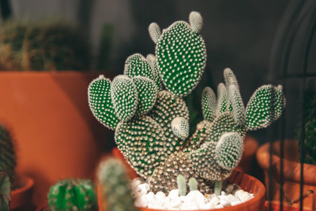 Market of flowers, mini cactus in pots shelves soldの写真素材