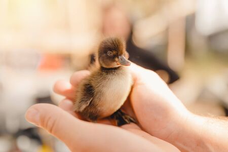 Rescue of duckling bird from forest fires in hands person.の写真素材