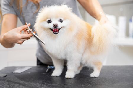 Master girl groomer shears small dog Pomeranian spitz with scissors in hairdresser for animals.の写真素材