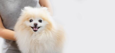 Professional groomer combing little dog pomeranian spitz, white background.の写真素材