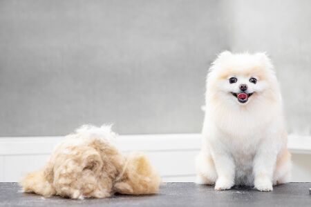 Master girl groomer shears small dog Pomeranian spitz with scissors in hairdresser for animals.の写真素材